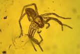 Fossil Spider (Araneae) & Springtail (Collembola) in Baltic Amber #234473-1